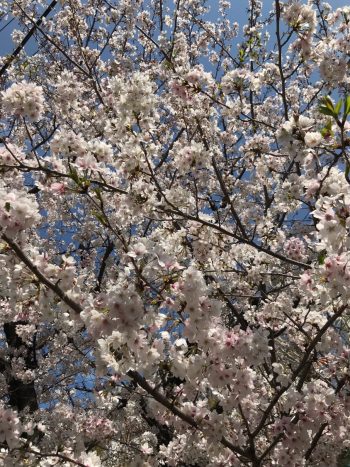 4月　桜満開！
